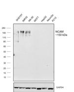 CD56 Antibody in Western Blot (WB)