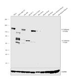 Caldesmon HMW Antibody in Western Blot (WB)