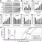 Actin Antibody in Western Blot (WB)