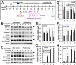 Actin Antibody in Western Blot (WB)