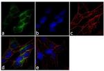 Fibrillin 1 Antibody in Immunocytochemistry (ICC/IF)