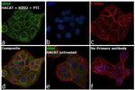 VEGF Antibody in Immunocytochemistry (ICC/IF)