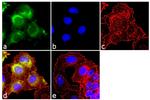 Cdc25A Antibody in Immunocytochemistry (ICC/IF)