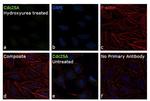 Cdc25A Antibody in Immunocytochemistry (ICC/IF)