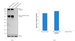 CD171 Antibody in Western Blot (WB)