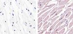 c-Abl Antibody in Immunohistochemistry (Paraffin) (IHC (P))