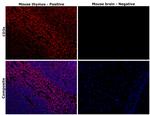 CD3e Antibody in Immunohistochemistry (Paraffin) (IHC (P))