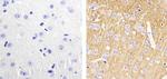 Synaptophysin Antibody in Immunohistochemistry (Paraffin) (IHC (P))