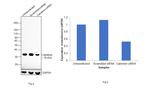 Calretinin Antibody