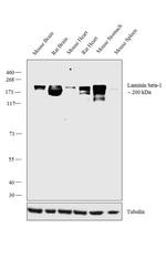 Laminin beta-1 Antibody in Western Blot (WB)