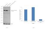 Progesterone Receptor Antibody