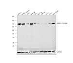 AXIN1 Antibody in Western Blot (WB)