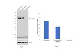 AXIN1 Antibody in Western Blot (WB)