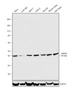 HSP40 Antibody in Western Blot (WB)