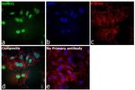 SUMO1 Antibody in Immunocytochemistry (ICC/IF)