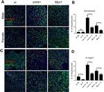 HNF4A Antibody in Immunohistochemistry (IHC)