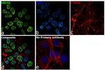 HNF4A Antibody in Immunocytochemistry (ICC/IF)