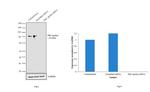 PKC epsilon Antibody