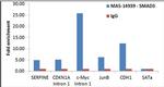 SMAD3 Antibody