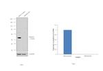 SMAD3 Antibody in Western Blot (WB)