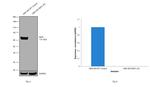 NEFL Antibody in Western Blot (WB)