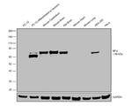 NEFL Antibody