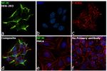 NEFL Antibody