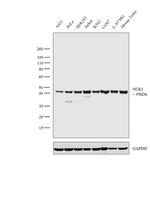 NCK1 Antibody in Western Blot (WB)