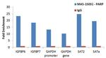 PARP1 Antibody