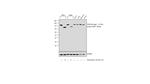 PARP1 Antibody in Western Blot (WB)