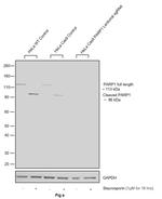 PARP1 Antibody in Western Blot (WB)