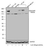 CEA Antibody in Western Blot (WB)