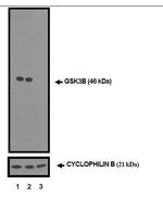 GSK3B Antibody in Western Blot (WB)