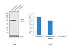 PLK1 Antibody in Western Blot (WB)