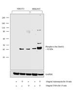 Phospho-c-Jun (Ser63) Antibody