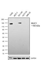 MUC1 Antibody