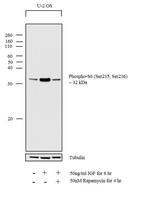 Phospho-S6 (Ser235, Ser236) Antibody in Western Blot (WB)