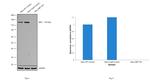 c-Met Antibody in Western Blot (WB)