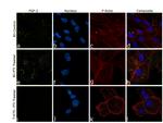 FGF2 Antibody