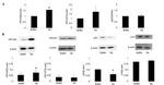 HPV Type 16 E7 Antibody in Western Blot (WB)