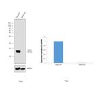 SOD1 Antibody