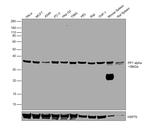 PP1 alpha Antibody in Western Blot (WB)