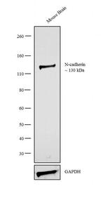 N-cadherin Antibody in Western Blot (WB)