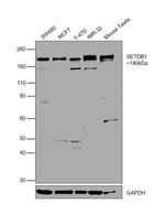 SETDB1 Antibody in Western Blot (WB)