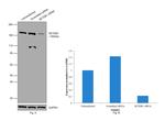 SETDB1 Antibody in Western Blot (WB)