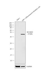 DC-SIGN Antibody