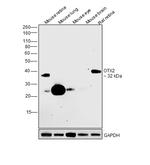 OTX2 Antibody