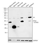 OTX2 Antibody