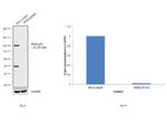 NFkB p50/p105 Antibody in Western Blot (WB)