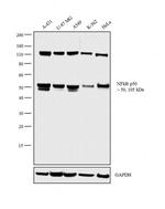 NFkB p50/p105 Antibody in Western Blot (WB)